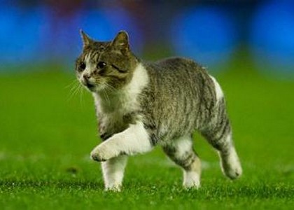 Invasione di gatto ad Anfield. Video