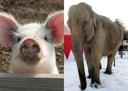 Euro 2012: ecco i nuovi oracoli, eredi del polpo Paul