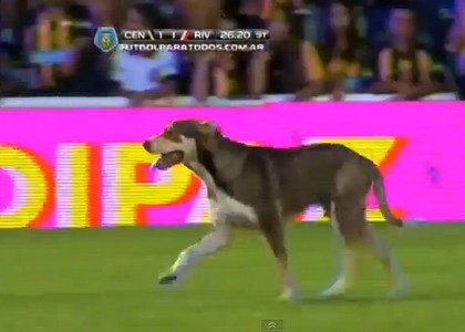 In Argentina: cane invade campo e ferma il match. Video